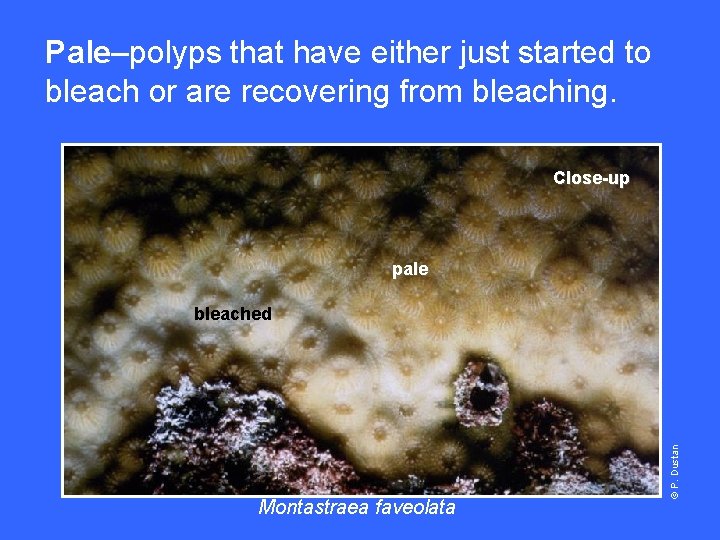 Pale–polyps that have either just started to bleach or are recovering from bleaching. Close-up