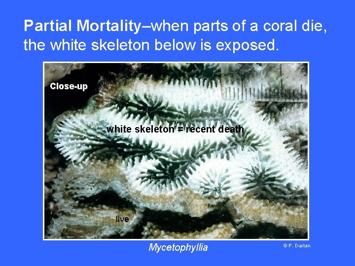 Partial Mortality–when parts of a coral die, the white skeleton below is exposed. Close-up