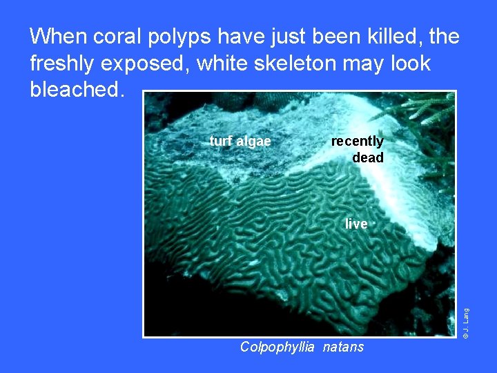 When coral polyps have just been killed, the freshly exposed, white skeleton may look