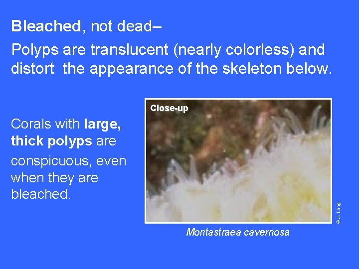 Bleached, not dead– Polyps are translucent (nearly colorless) and distort the appearance of the