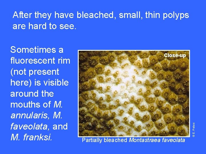 After they have bleached, small, thin polyps are hard to see. Close-up Partially bleached