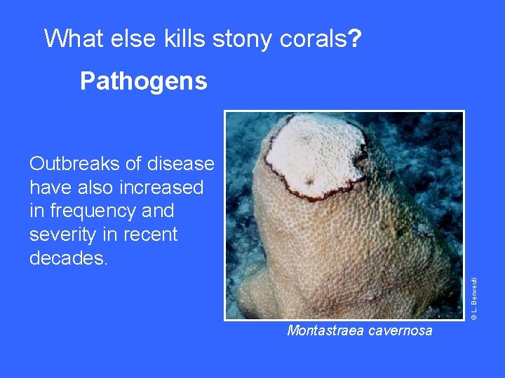 What else kills stony corals? Pathogens © L. Benveuti Outbreaks of disease have also