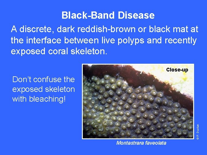 Black-Band Disease A discrete, dark reddish-brown or black mat at the interface between live