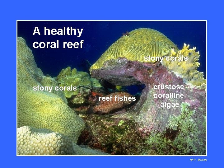 A healthy coral reef stony corals reef fishes crustose coralline algae © H. Moody