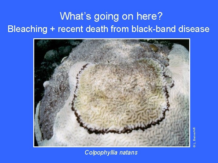 What’s going on here? © L. Benvenuti Bleaching + recent death from black-band disease