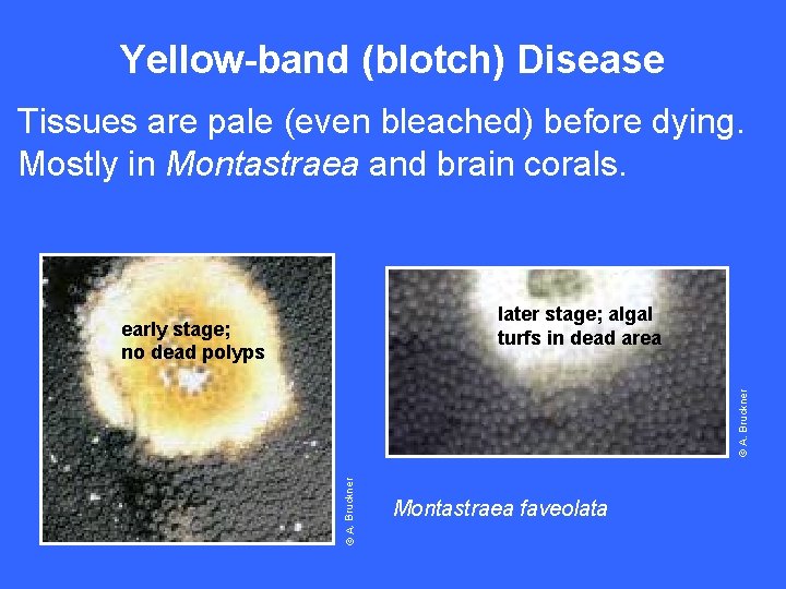 Yellow-band (blotch) Disease Tissues are pale (even bleached) before dying. Mostly in Montastraea and