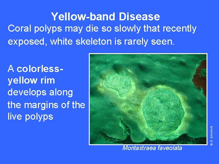 Yellow-band Disease Coral polyps may die so slowly that recently exposed, white skeleton is