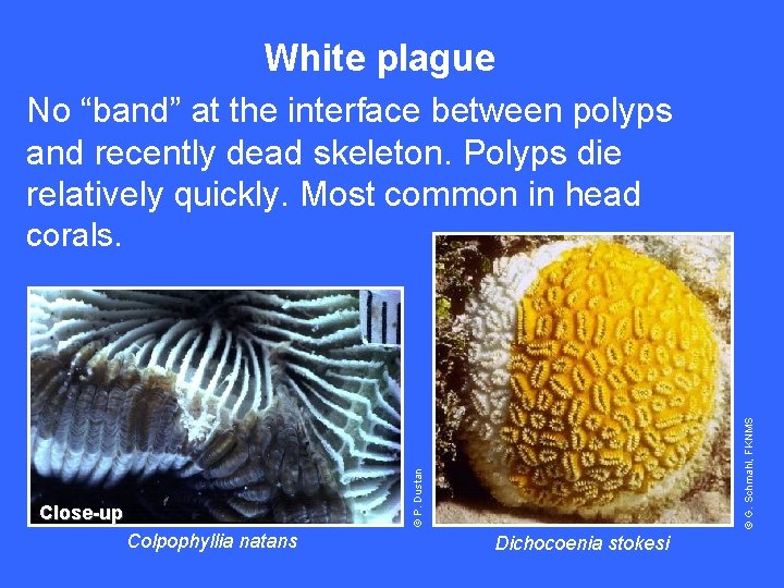 White plague No “band” at the interface between polyps and recently dead skeleton. Polyps