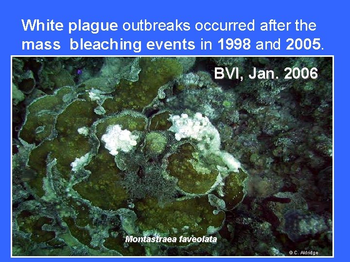 White plague outbreaks occurred after the mass bleaching events in 1998 and 2005. .