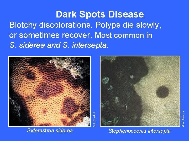 Dark Spots Disease © A. Bruckner Blotchy discolorations. Polyps die slowly, or sometimes recover.