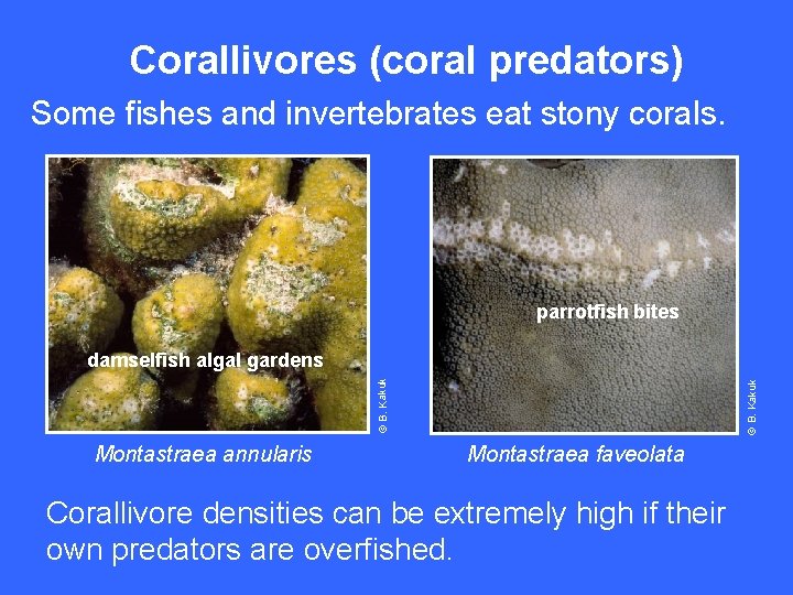 Corallivores (coral predators) Some fishes and invertebrates eat stony corals. parrotfish bites Montastraea annularis