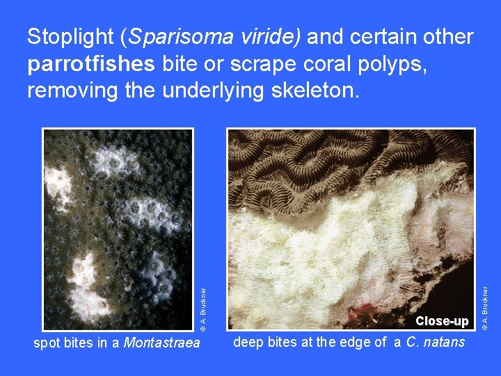 spot bites in a Montastraea Close-up deep bites at the edge of a C.