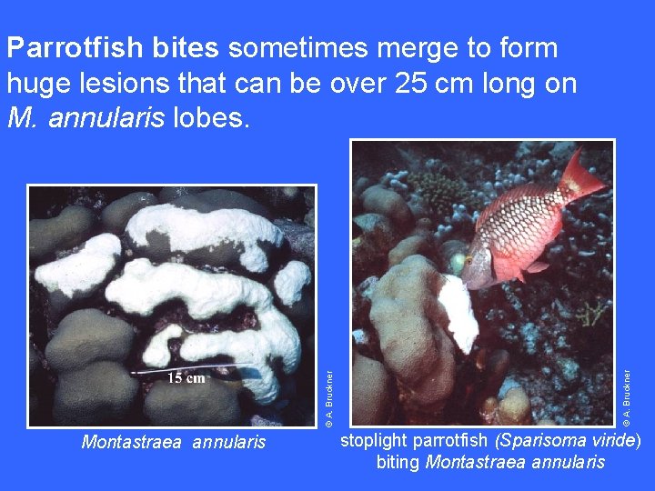 Montastraea annularis © A. Bruckner Parrotfish bites sometimes merge to form huge lesions that