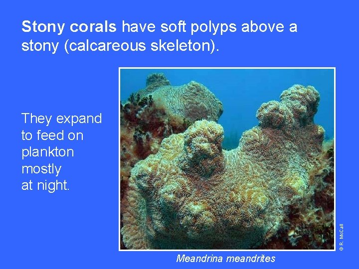 Stony corals have soft polyps above a stony (calcareous skeleton). © R. Mc. Call
