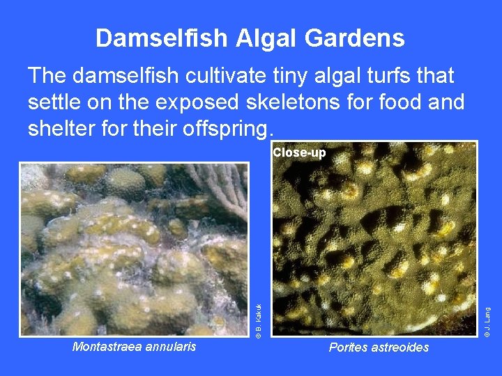 Damselfish Algal Gardens The damselfish cultivate tiny algal turfs that settle on the exposed