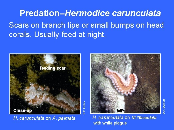 Predation–Hermodice carunculata Scars on branch tips or small bumps on head corals. Usually feed