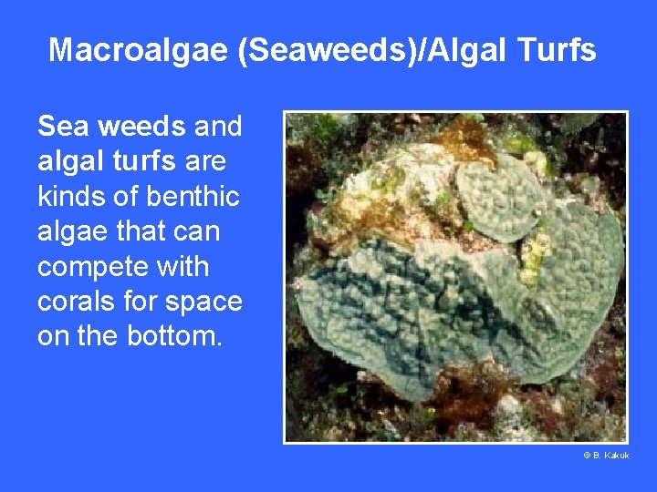 Macroalgae (Seaweeds)/Algal Turfs Sea weeds and algal turfs are kinds of benthic algae that