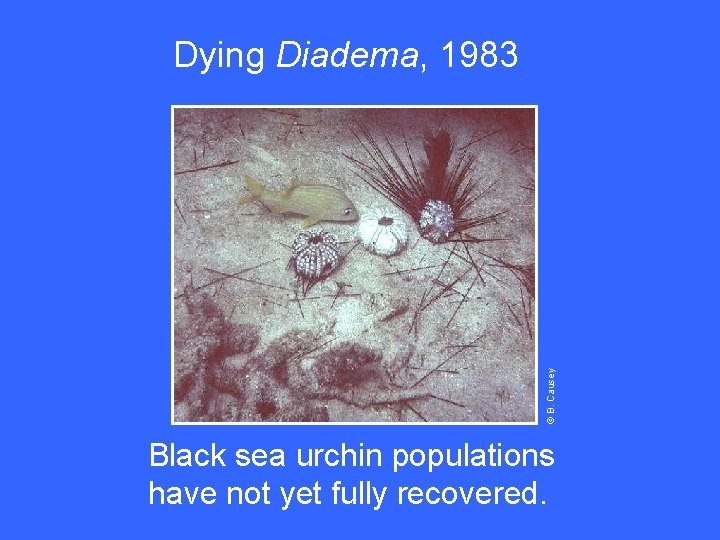 © B. Causey Dying Diadema, 1983 Black sea urchin populations have not yet fully