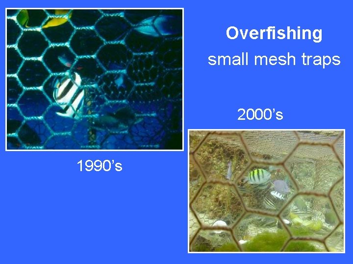 Overfishing small mesh traps 2000’s 1990’s 