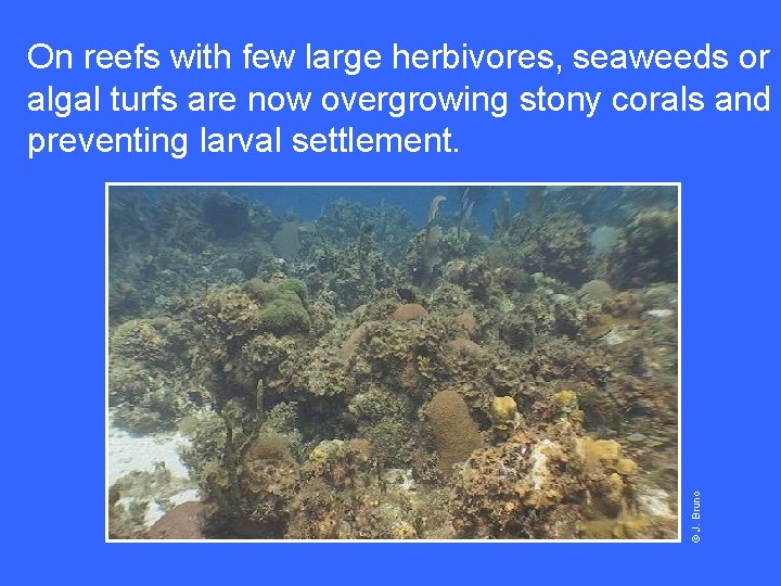 © J. Bruno On reefs with few large herbivores, seaweeds or algal turfs are