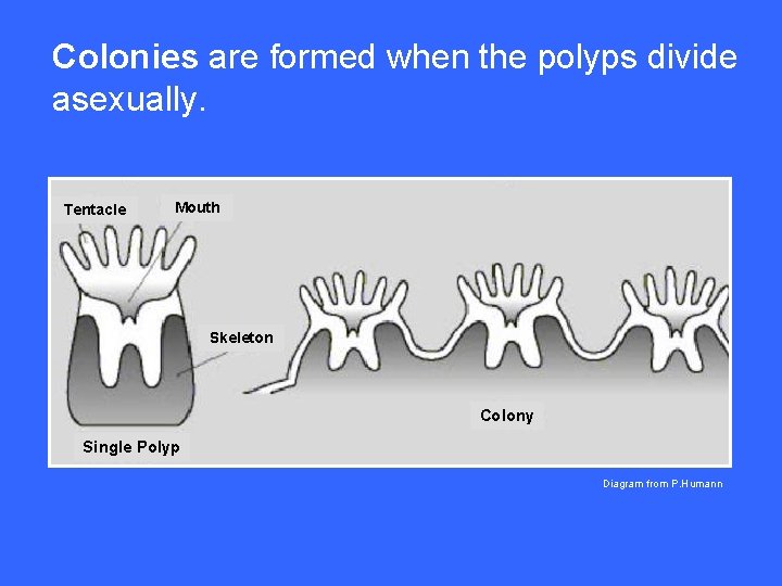 Colonies are formed when the polyps divide asexually. Tentacle Mouth Skeleton Colony Single Polyp