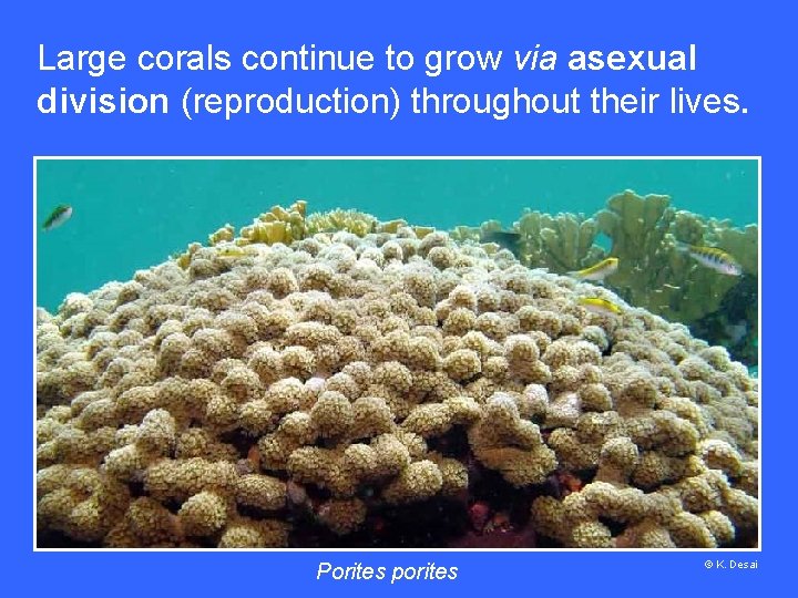 Large corals continue to grow via asexual division (reproduction) throughout their lives. Porites porites