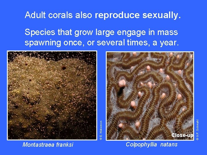 Adult corals also reproduce sexually. Montastraea franksi Close-up Colpophyllia natans © G. P. Schmahl