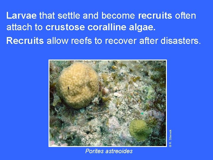 © R. Steneck Larvae that settle and become recruits often attach to crustose coralline