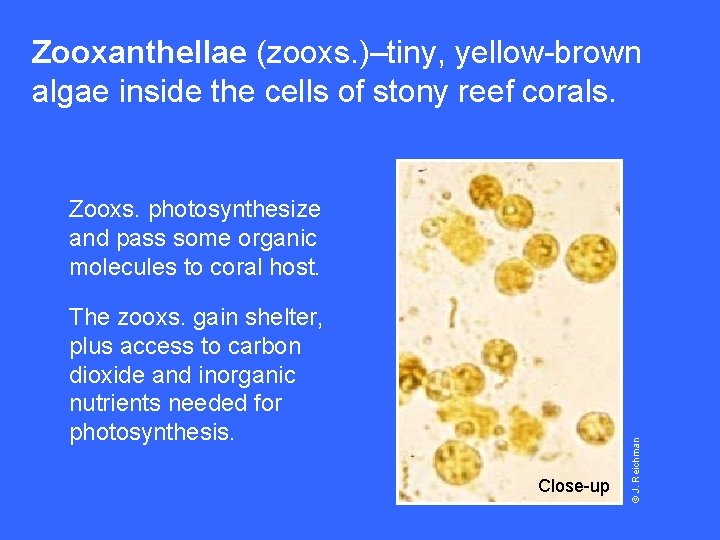 Zooxanthellae (zooxs. )–tiny, yellow-brown algae inside the cells of stony reef corals. The zooxs.