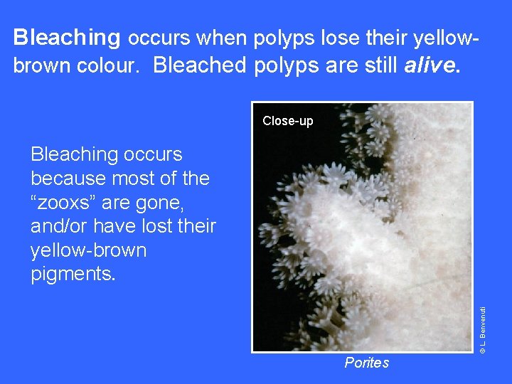 Bleaching occurs when polyps lose their yellowbrown colour. Bleached polyps are still alive. Close-up