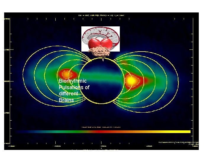 Biorhythmic Pulsations of different Brains 