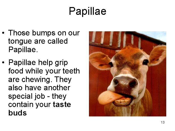 Papillae • Those bumps on our tongue are called Papillae. • Papillae help grip Papillae • Those bumps on our tongue are called Papillae. • Papillae help grip
