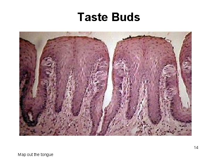 Taste Buds 14 Map out the tongue 