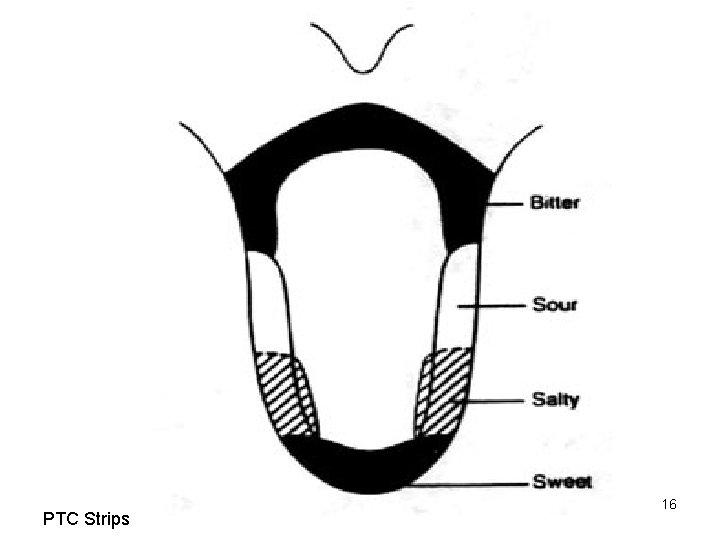 PTC Strips 16 PTC Strips 16