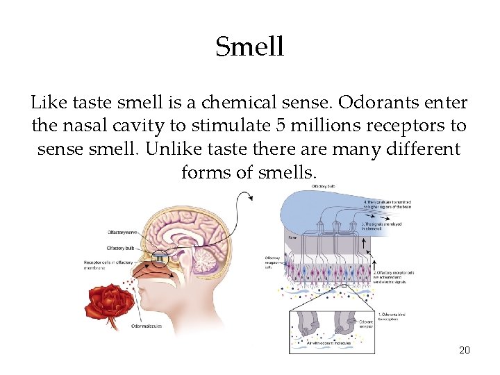 Smell Like taste smell is a chemical sense. Odorants enter the nasal cavity to Smell Like taste smell is a chemical sense. Odorants enter the nasal cavity to