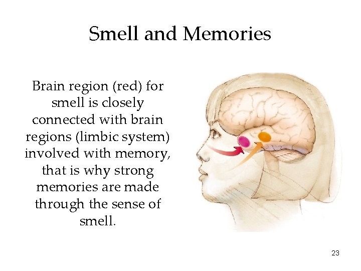 Smell and Memories Brain region (red) for smell is closely connected with brain regions Smell and Memories Brain region (red) for smell is closely connected with brain regions