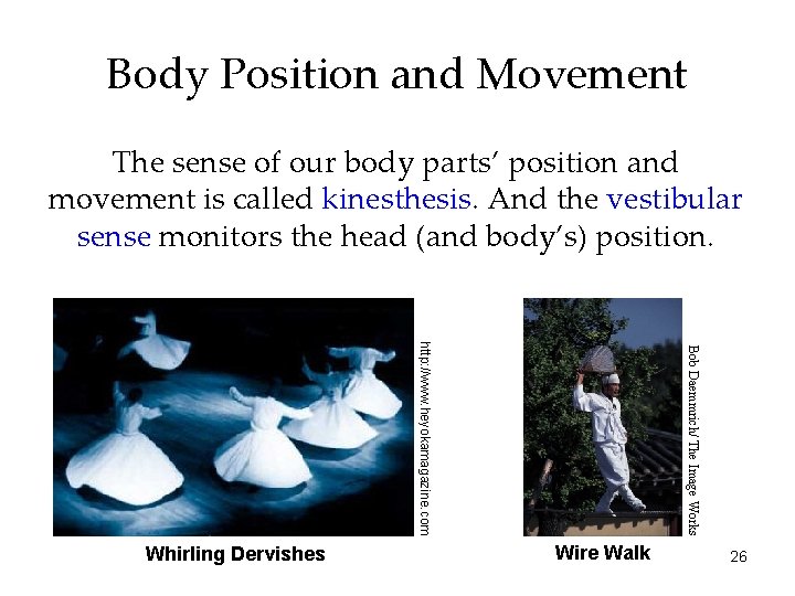 Body Position and Movement The sense of our body parts’ position and movement is Body Position and Movement The sense of our body parts’ position and movement is