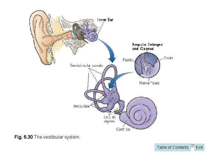 Fig. 5. 30 The vestibular system. Table of Contents 29 Exit 