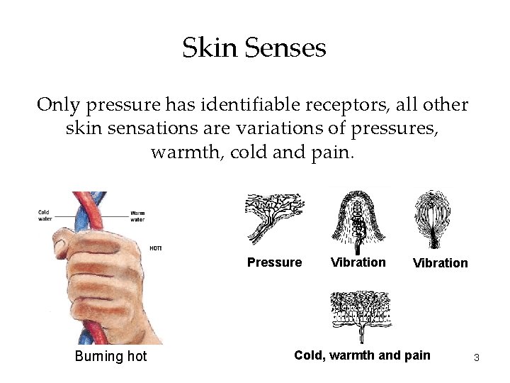 Skin Senses Only pressure has identifiable receptors, all other skin sensations are variations of Skin Senses Only pressure has identifiable receptors, all other skin sensations are variations of