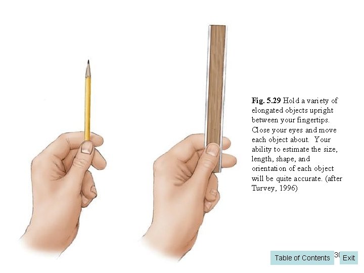 Fig. 5. 29 Hold a variety of elongated objects upright between your fingertips. Close Fig. 5. 29 Hold a variety of elongated objects upright between your fingertips. Close
