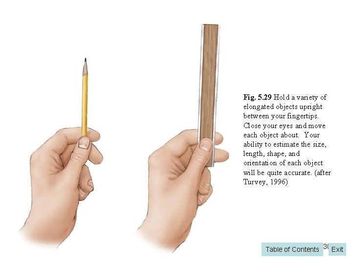 Fig. 5. 29 Hold a variety of elongated objects upright between your fingertips. Close