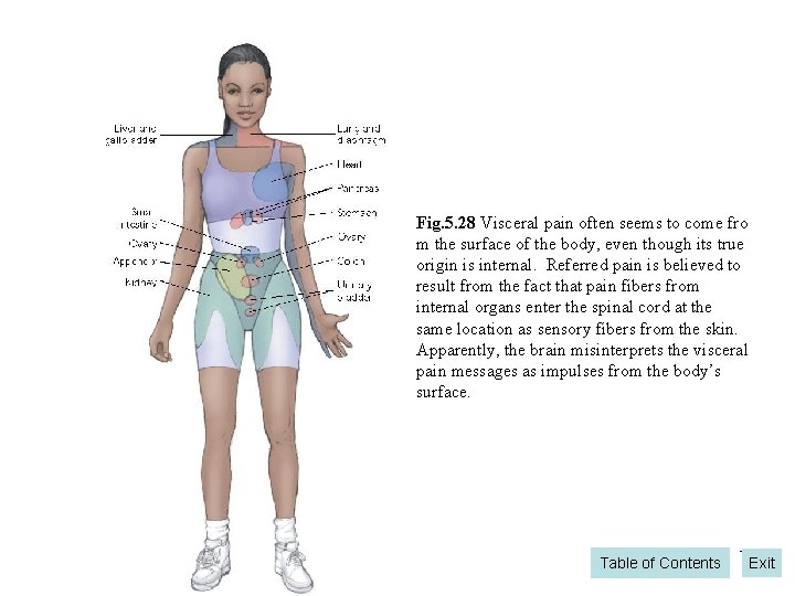 Fig. 5. 28 Visceral pain often seems to come fro m the surface of Fig. 5. 28 Visceral pain often seems to come fro m the surface of