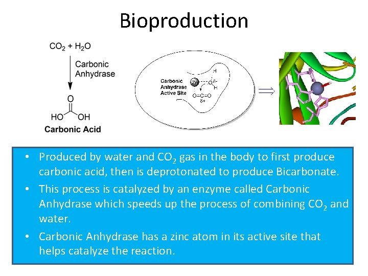 Bioproduction • Produced by water and CO 2 gas in the body to first