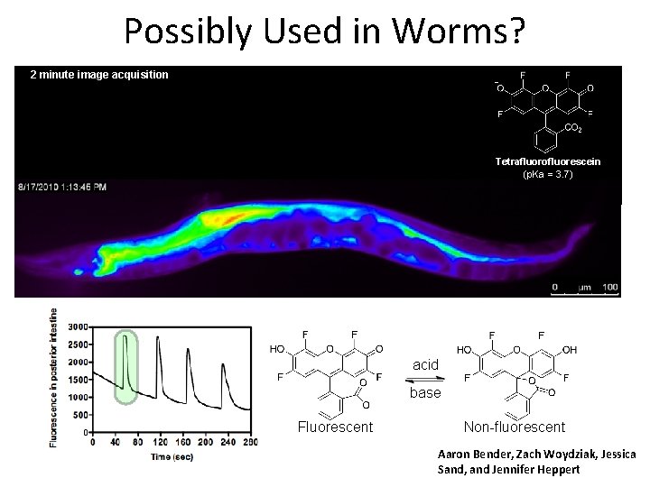 Possibly Used in Worms? 2 minute image acquisition Tetrafluorofluorescein (p. Ka = 3. 7)