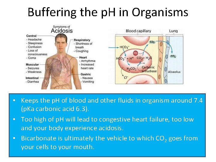 Buffering the p. H in Organisms • Keeps the p. H of blood and