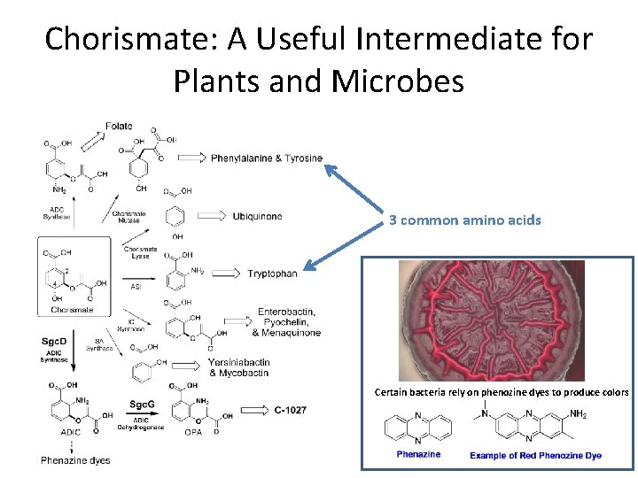Chorismate: A Useful Intermediate for Plants and Microbes 3 common amino acids Certain bacteria