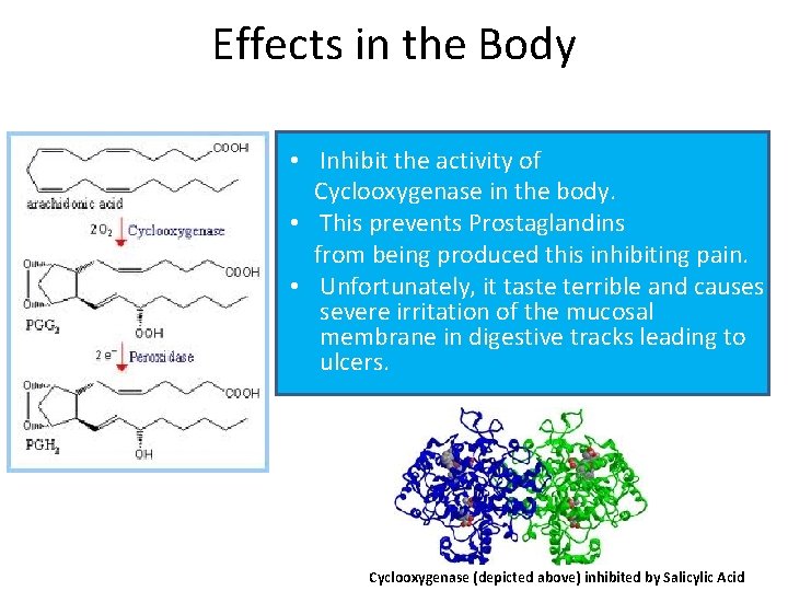 Effects in the Body • Inhibit the activity of Cyclooxygenase in the body. •