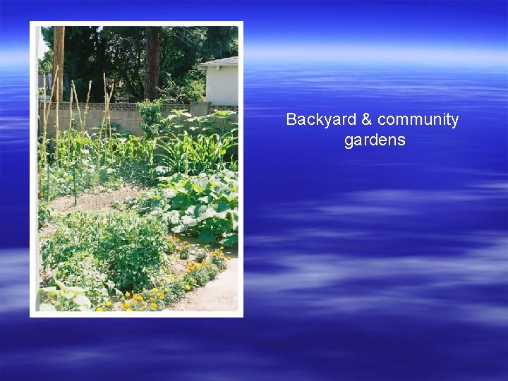 Backyard & community gardens 