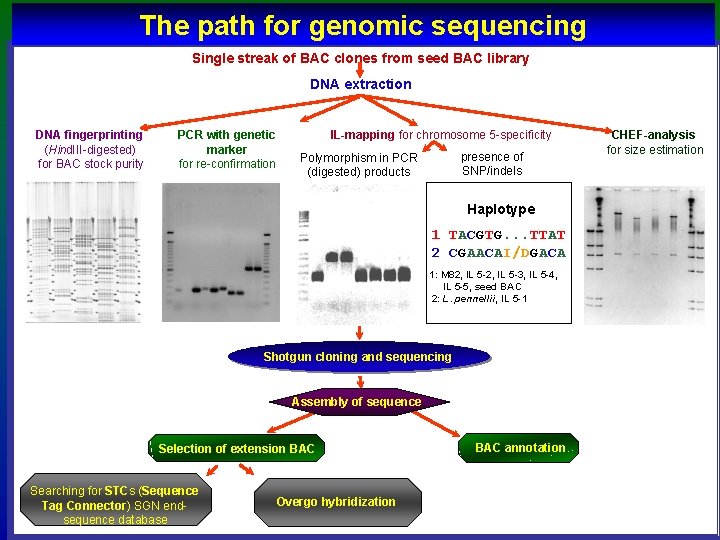 international tomato genome sequencing