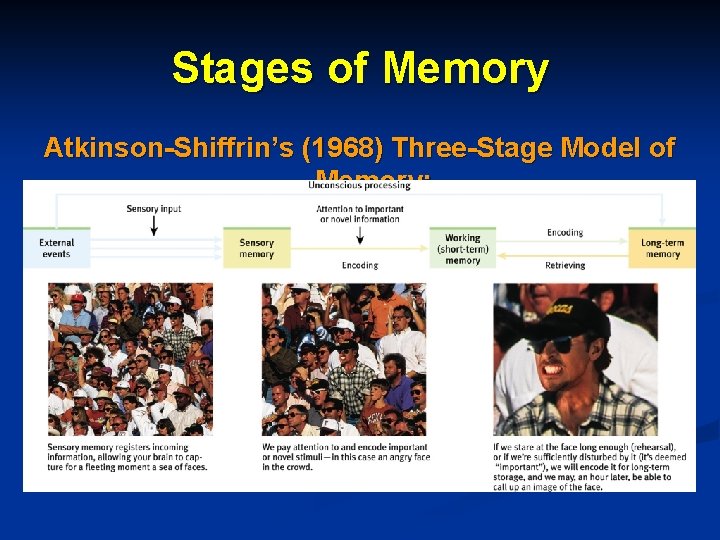 Stages of Memory Atkinson-Shiffrin’s (1968) Three-Stage Model of Memory: 